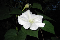 Ipomoea alba
